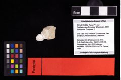 NHMW-GEO-2007z0149-0062_Ol_01.tifDistefania calva (Schweitzer & Feldmann, 2009)  (NHMW-GEO-2007z0149-0062)